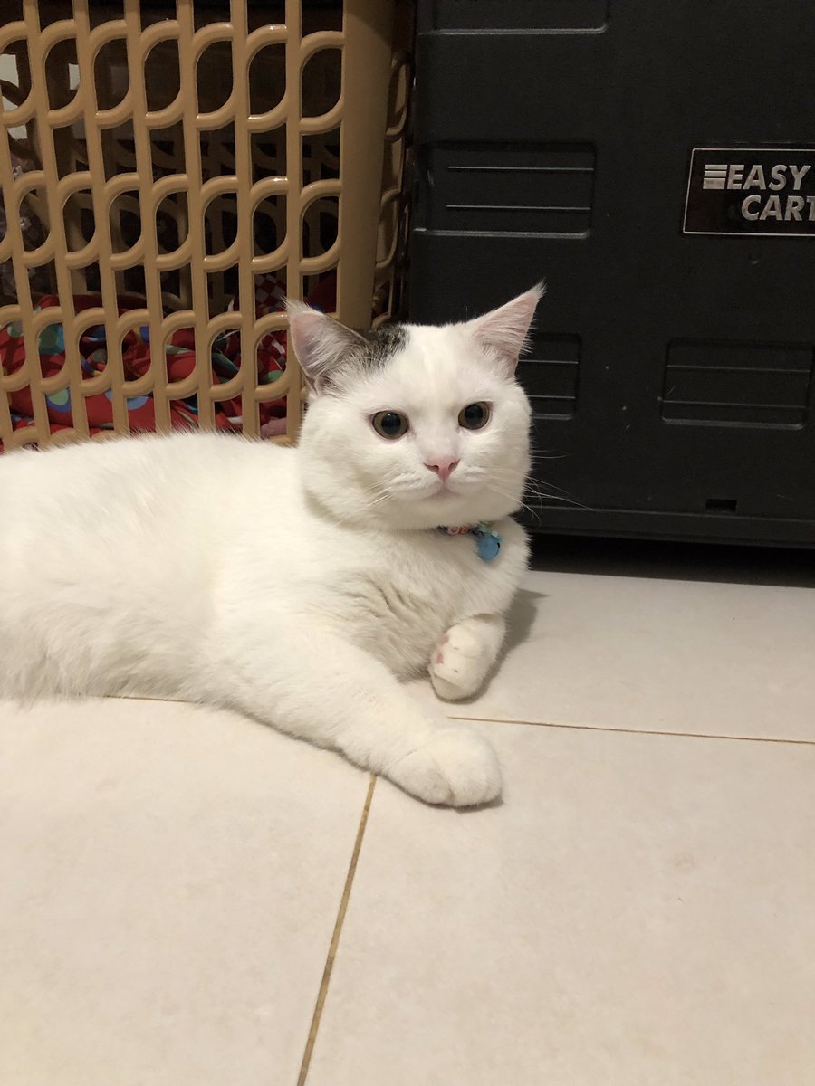 bondsibondd's tweet image. milk bun🤤