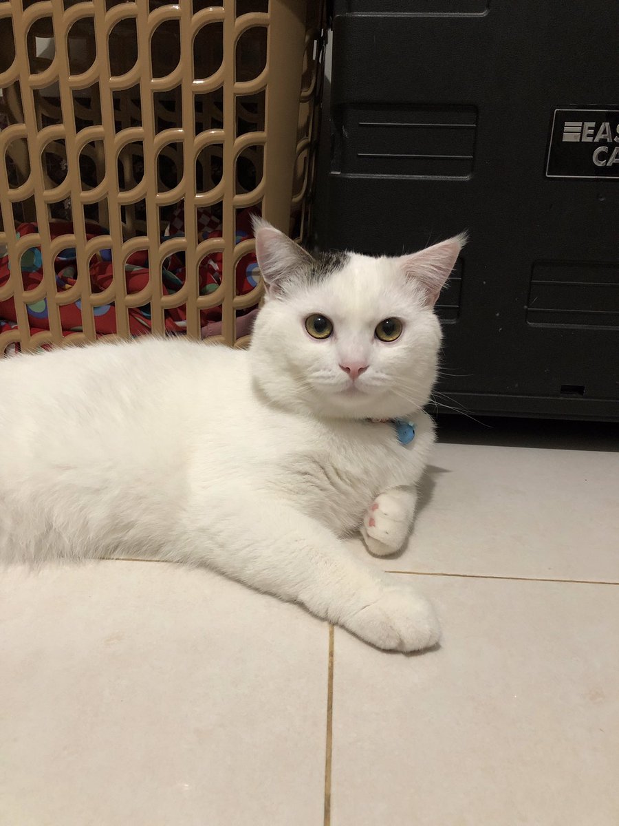 bondsibondd's tweet image. milk bun🤤