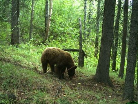 Knock knock, who's bear?

Apply to be one of SENSR's Data Processing Contractors by September 6! Flexible work schedules and a chance to flex your ID skills. 

sensr.ca/opportunity/ac…