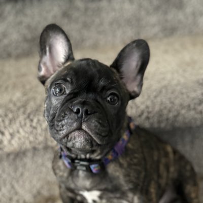 TresrDuwg🔺 tweet media