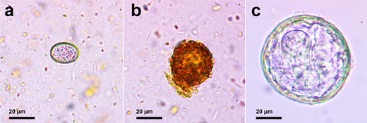 New in The Journal of Parasitology (and Open Access)!

POPULATION DYNAMICS OF ENTERIC PARASITES IN THE ENDANGERED VANCOUVER ISLAND MARMOT (MARMOTA VANCOUVERENSIS).

By Kevin P. Gourlay; Malcolm L. McAdie and Jamieson C. Gorrell.

doi.org/10.1645/24-20