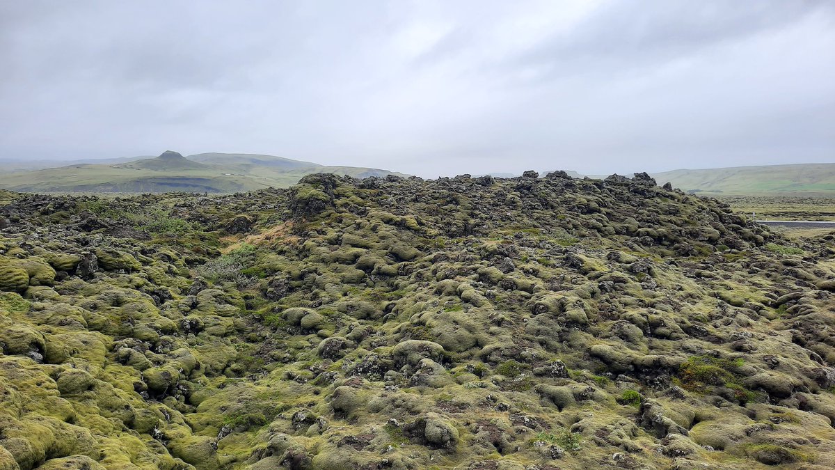 RensingStefan's tweet image. Literally tons and square km of Racomitrium on icelandic lava