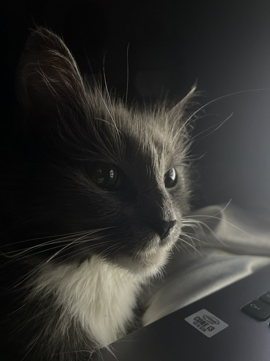 ediefalcos's tweet photo. This is molly. She’s the love of my life and my best friend for the past 15 years. She needs to be put down due to illness. We would love to be able to do that in the comfort of her own home. Please donate if you can. 

https://t.co/ntnCrg1NyK https://t.co/GheRqp5VMa