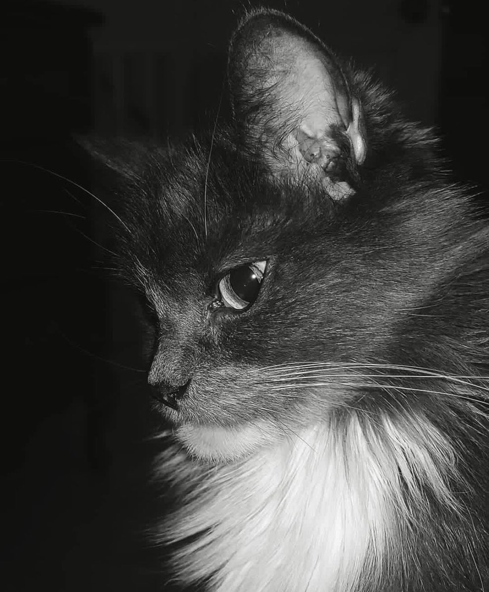 ediefalcos's tweet photo. This is molly. She’s the love of my life and my best friend for the past 15 years. She needs to be put down due to illness. We would love to be able to do that in the comfort of her own home. Please donate if you can. 

https://t.co/ntnCrg1NyK https://t.co/GheRqp5VMa