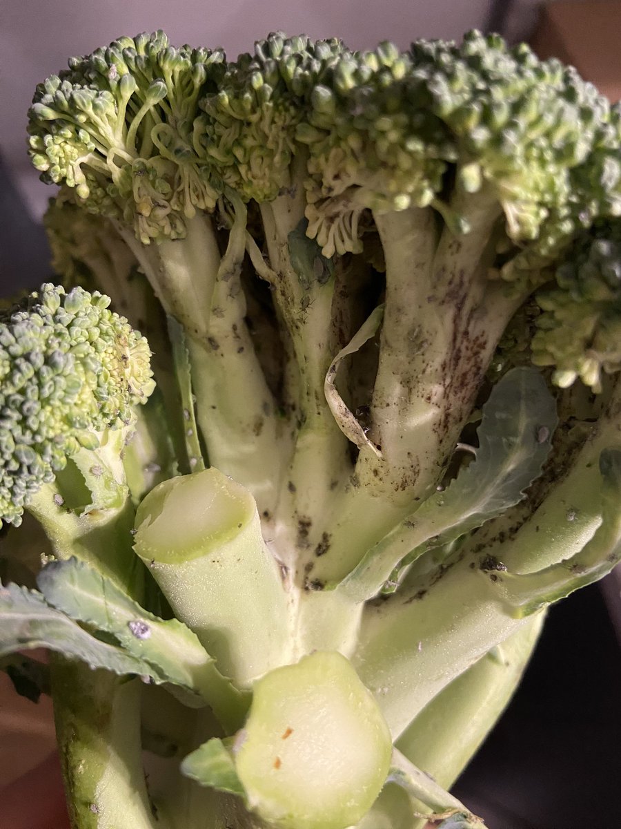 Sally Lawrence tweet media