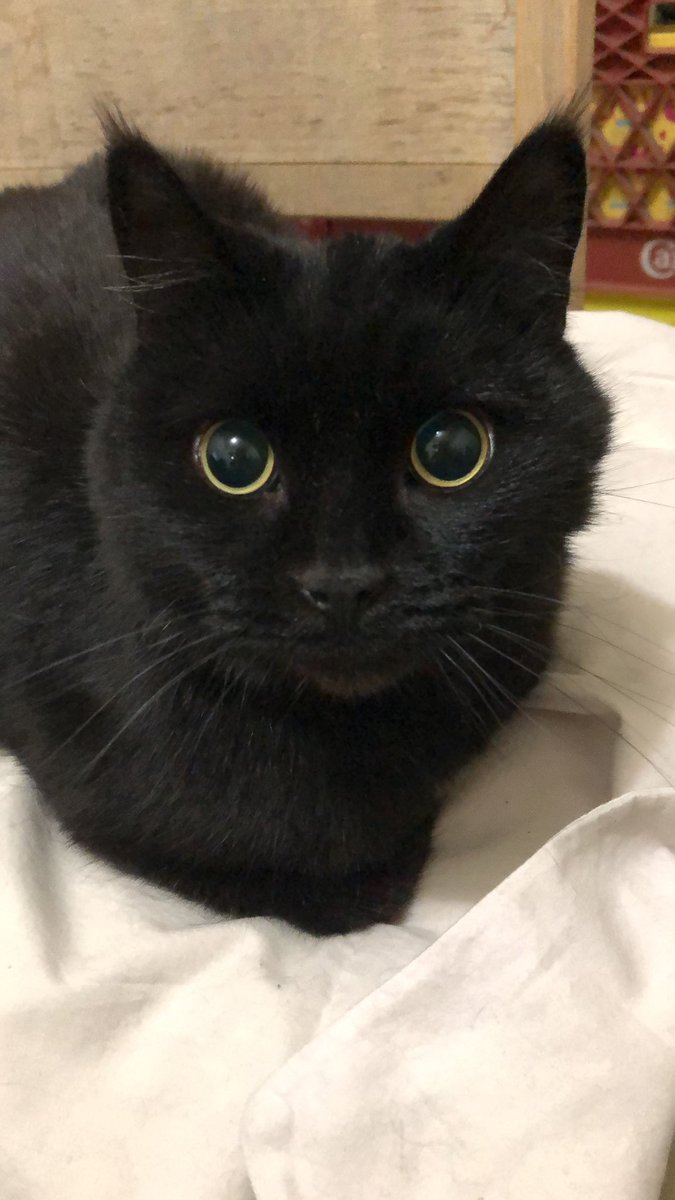 waffle1942's tweet photo. Just had to say good bye to my little girl. Was with her in her last moments. Always there through thick and thin.. I’m going to miss you Midna. https://t.co/CHjLGhq9Yn