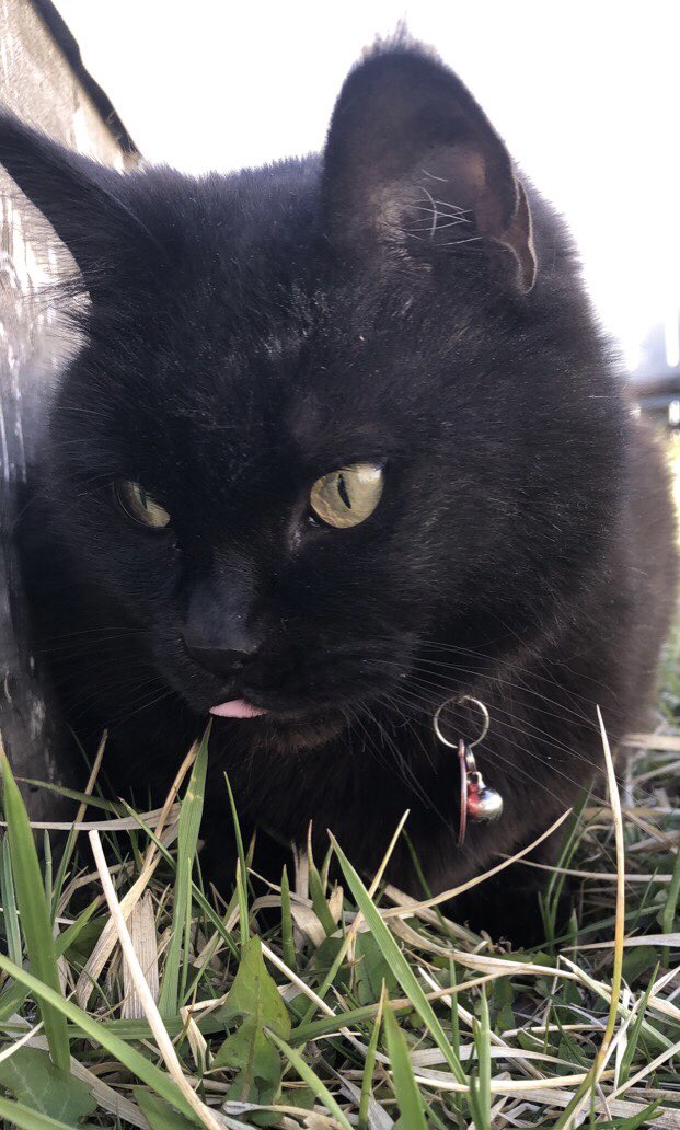 waffle1942's tweet photo. Just had to say good bye to my little girl. Was with her in her last moments. Always there through thick and thin.. I’m going to miss you Midna. https://t.co/CHjLGhq9Yn