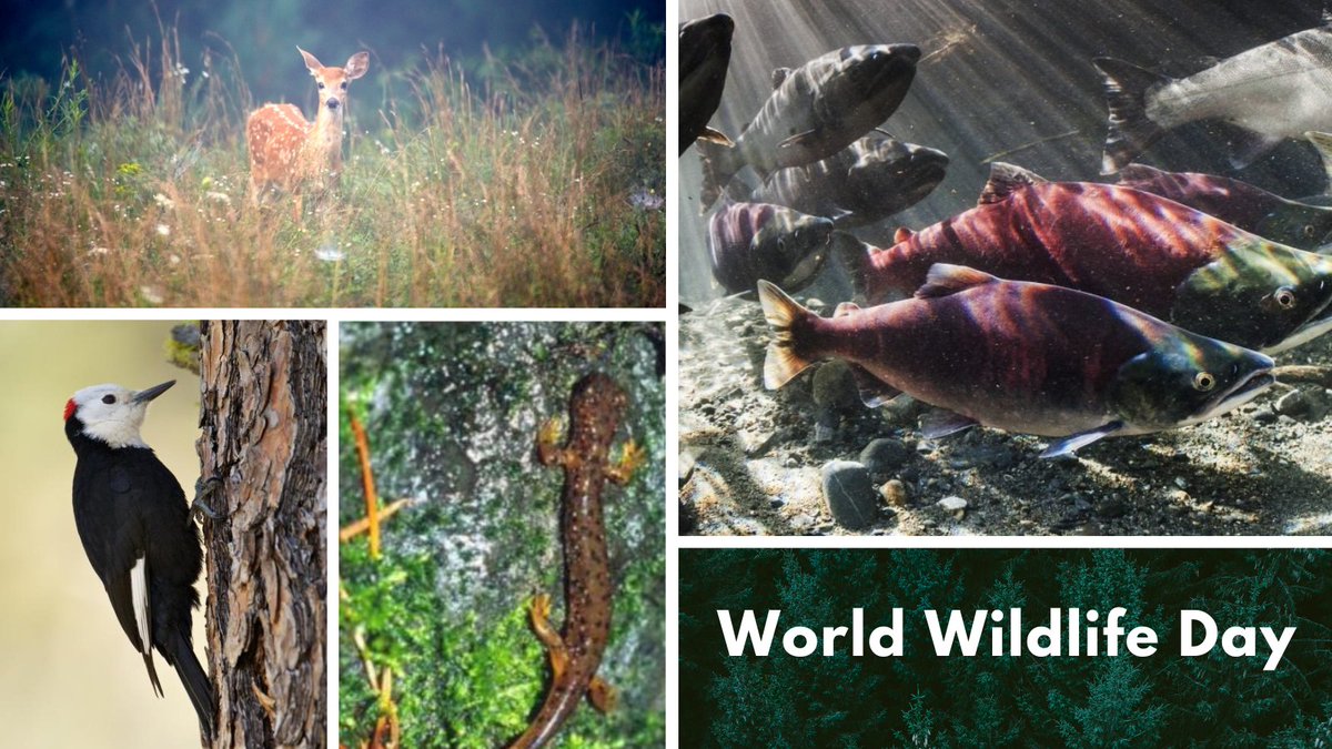 Working forests provide critical habitats for wildlife. That's because managed forests help sustain a mosaic of healthy habitats for fish, birds, mammals, insects and amphibians. #WorldWildlifeDay #workingforests