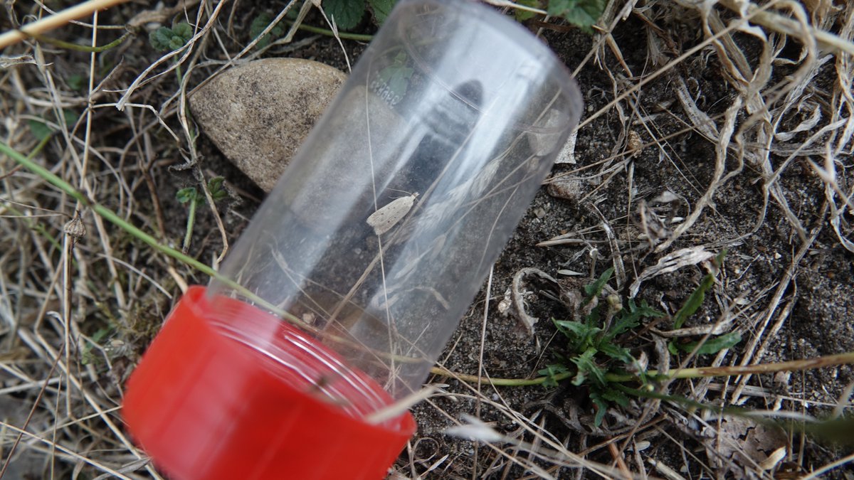 Can you top finding an 'extinct' moth in the trap?? ... well I guess finding an adult near it's food plant and apparent signs of munching might just do it - I think the Norfolk Snout is back (assuming it ever if went away?)