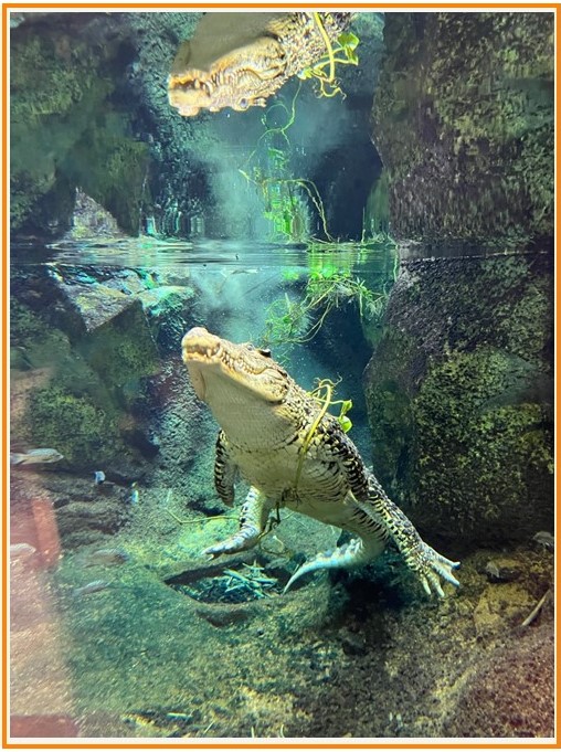 Happy #WorldWildlifeDay! Our students go on some incredible adventures and we're pretty proud of them. Owen Singleton spent the summer interning at <a href="/zooknoxville/">Zoo Knoxville</a> . He is an undergraduate student working with Dr. Drumheller-Horton's lab <a href="/UglyFossils/">Stephanie Drumheller</a>