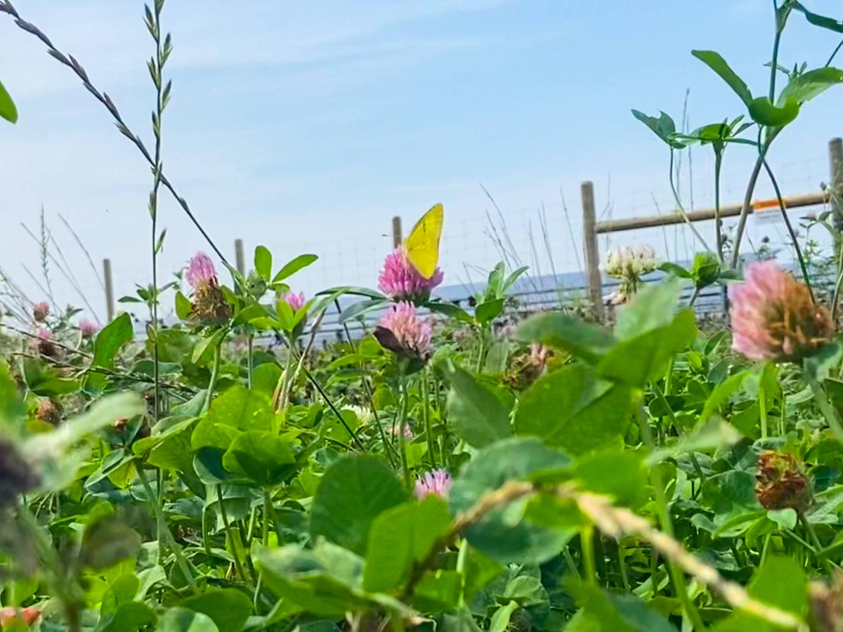 Solar pollinator meadow off to a strong start! Check out these new shots from #HoneysuckleSolar, where key plant and insect species are already thriving as construction wraps up. Learn more: lightsourcebp.com/us/news/solar-… #solar #pollinators