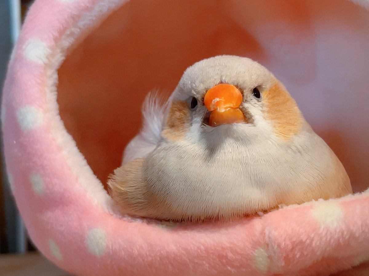 kabopants_15's tweet photo. #とりかわいいね https://t.co/L2c9NdJR9b