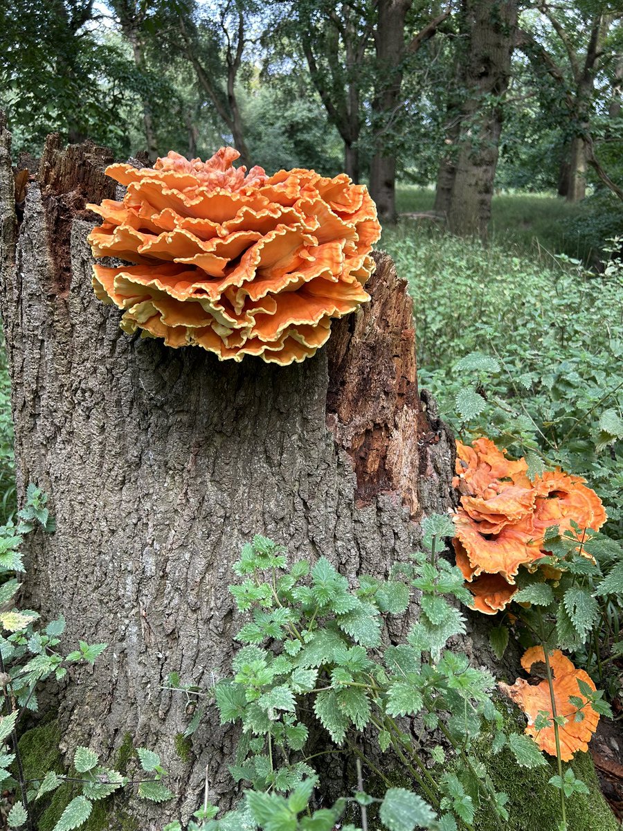 Frank_Menke's tweet photo. Great @TheSainsburyLab fun day @HolkhamEstate. Teambuilding games #TeamButterfly @joewinnz @CamilaMolinari3 @markjoules @SarahPottinger3 @michealagdobo @amiralito_ and touring estate in great company @wenboEffector @jonathandgjones https://t.co/XLqC2Hd6Yv