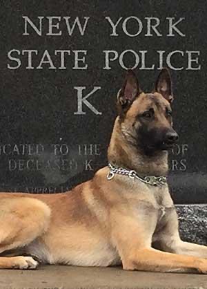 ThePBA's tweet image. Our thoughts and prayers are with Chief Technical Sgt. David Turner and his family after the passing of his K9 partner, K9 Lane. K9 Lane passed away peacefully in his sleep last night. He was a great asset to the NYSP K9 unit. Rest easy K9 Lane, we got it from here.