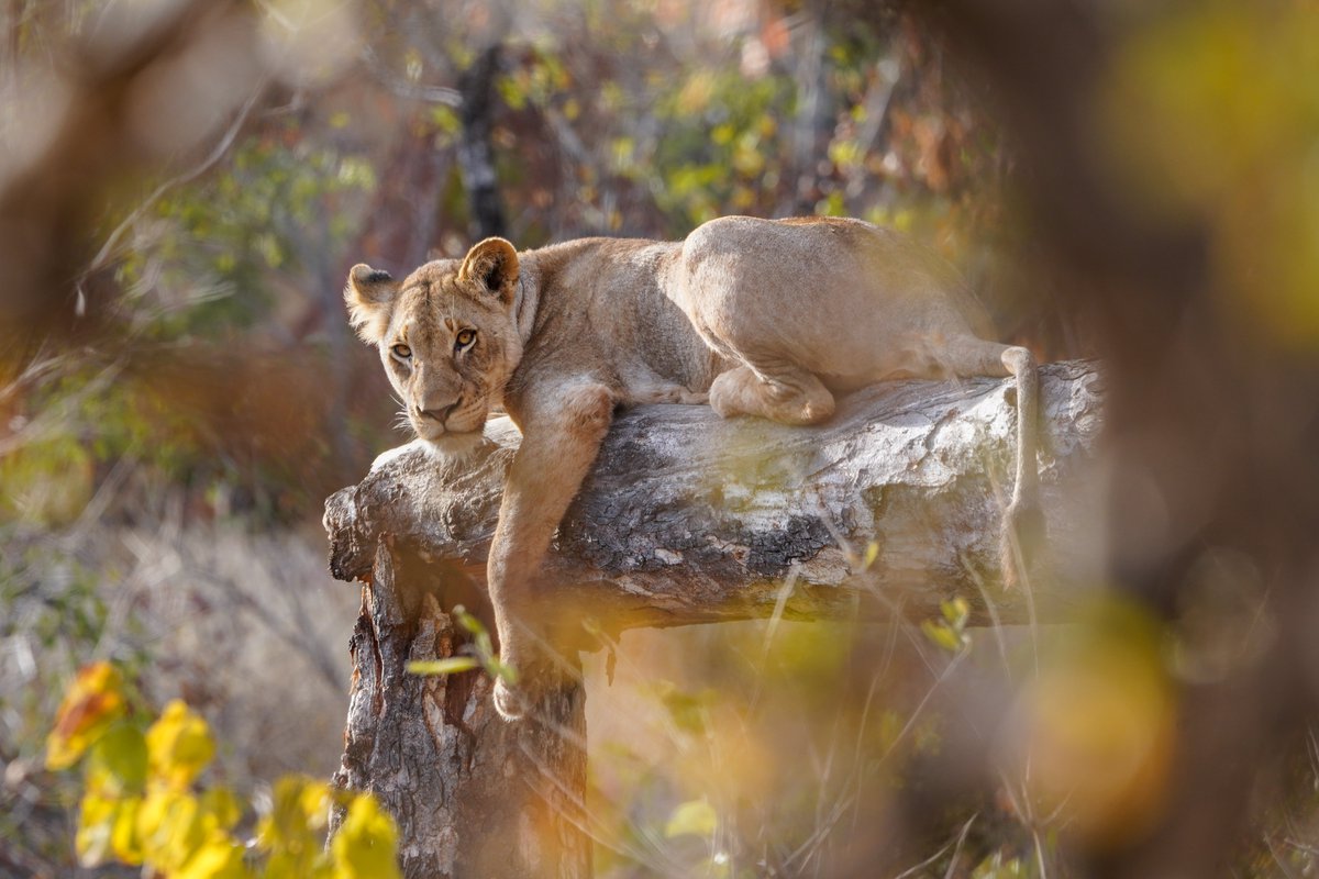 AfriCollection's tweet image. Did you know about our newsletter? 📷
If you're not subscribed to our newsletter, you're missing out! Our fortnightly newsletter is chock full of updates, top tips and exclusive special offers. You can sign up at africacollection.com today to make sure you're kept up to date!