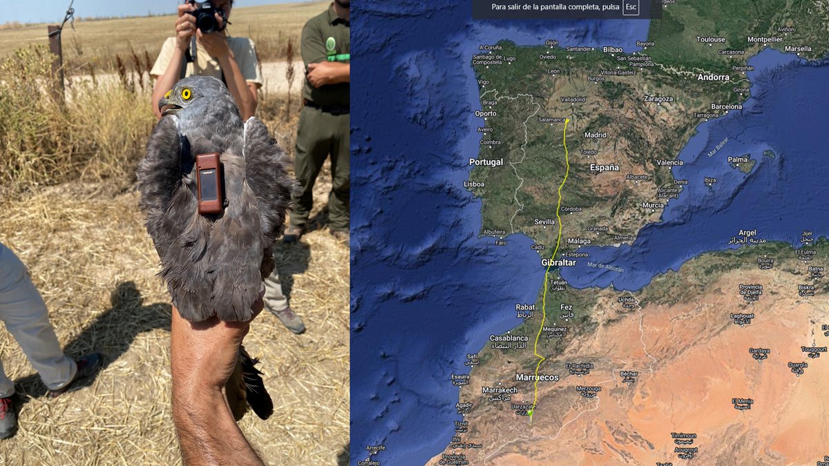 Buenas tardes a tod@s, nos alegra mucho anunciar que nuestros dos aguiluchos cenizos marcados, CONSTANZANA y MADRIGAL, hace unos días iniciaron su migración hacia el sur, y ambos han superado el Estrecho de Gibraltar.

¡¡Les deseamos muchísima suerte y les esperamos de vuelta!!