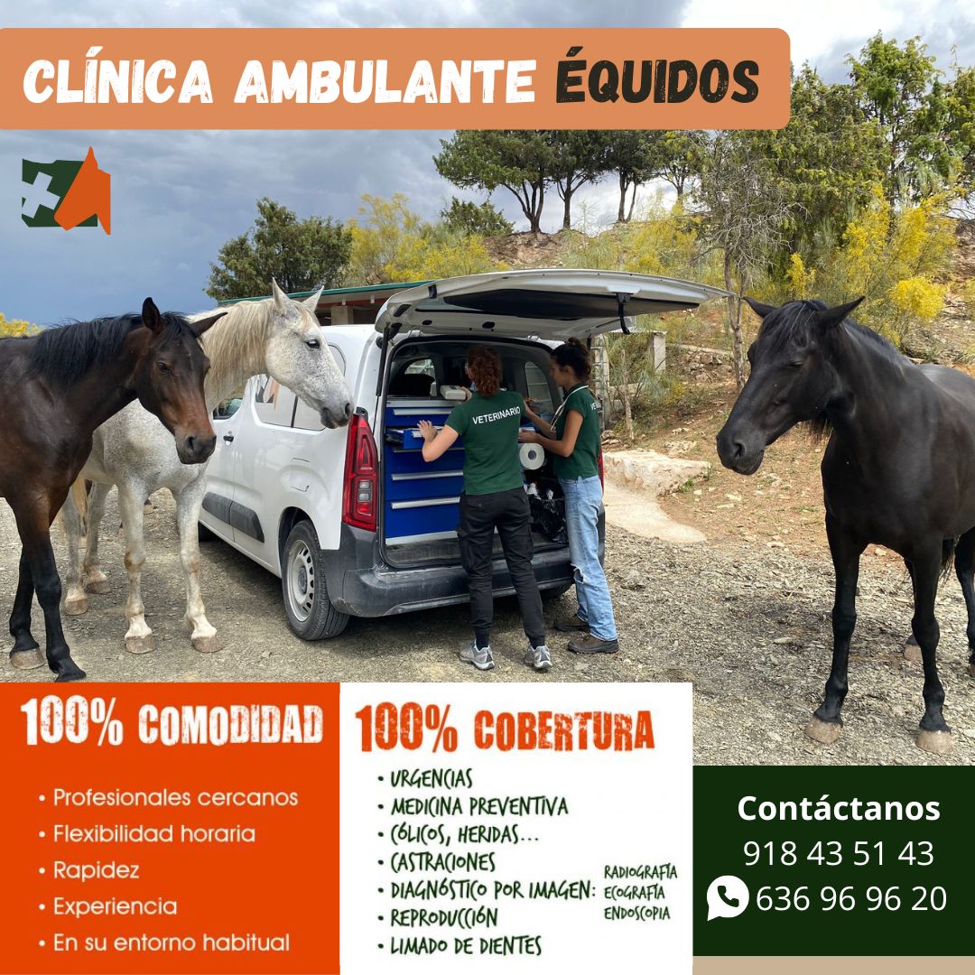 HOSPITALHvsm's tweet photo. 🚑🐴 𝗦𝗘𝗥𝗩𝗜𝗖𝗜𝗢 𝗗𝗘 𝗖𝗟Í𝗡𝗜𝗖𝗔 𝗔𝗠𝗕𝗨𝗟𝗔𝗡𝗧𝗘 𝗣𝗔𝗥𝗔 É𝗤𝗨𝗜𝗗𝗢𝗦 
Trasladamos nuestra clínica ambulante para atender a tu animal in-situ:
➡ 𝗖𝗼𝗺𝗼𝗱𝗶𝗱𝗮𝗱 
➡ 𝗖𝗼𝗯𝗲𝗿𝘁𝘂𝗿𝗮  
Urgencias 24h
¡Llámanos! 📞918435143 
+Info 👉https://t.co/f2Xms4vDoQ https://t.co/bkaWaJ4cil