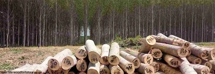 populuscyl tweet media