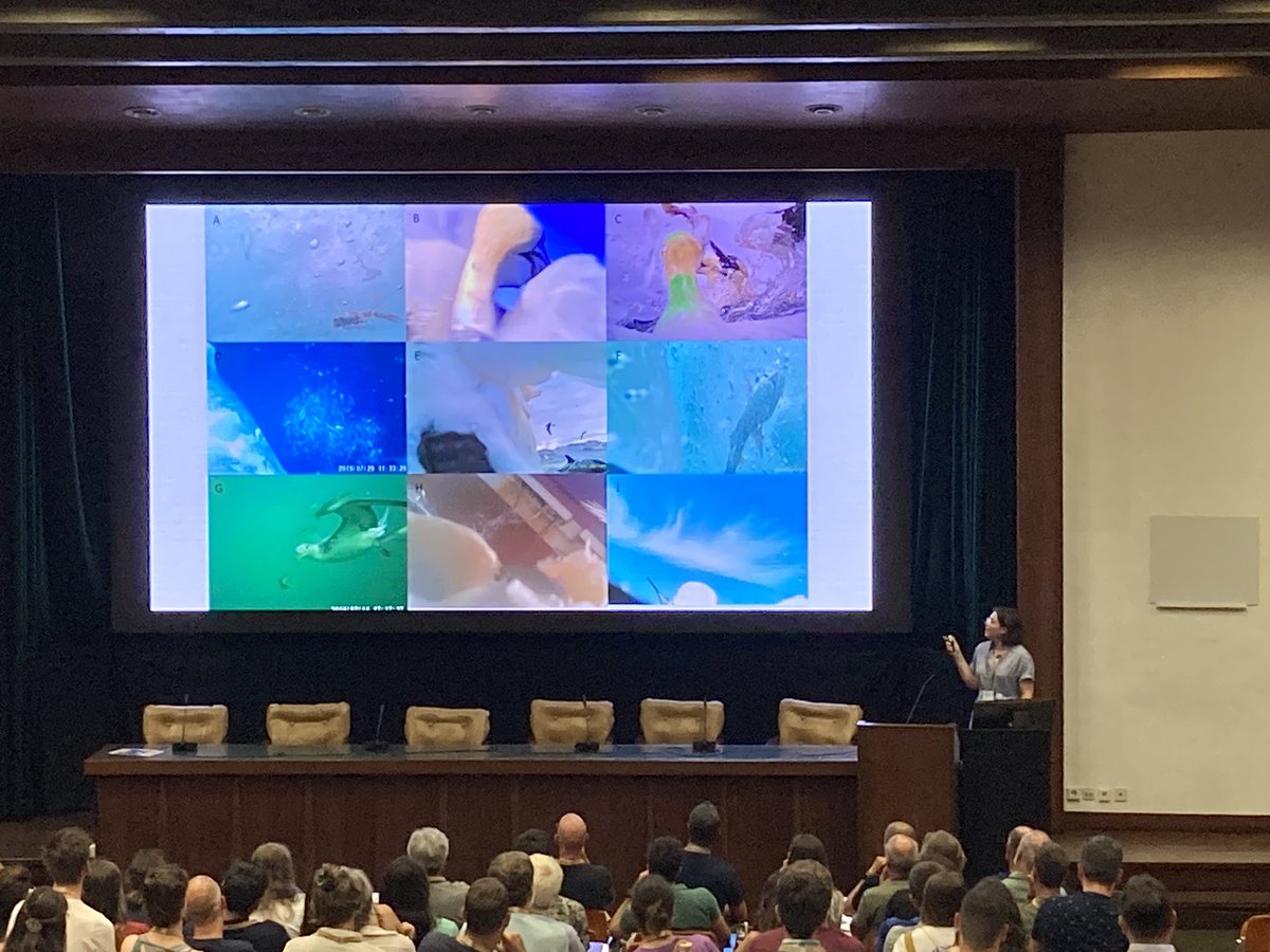 Francis Daunt (@francisdaunt) on Twitter photo Excellent images of gannet foraging from camera loggers presented by <a href="/evelyn__alex/">Evelyn Alexander</a> at #CoimbraSeabirds.
Important insights into diet, social feeding and multi species (Manx shearwater bottom left)
<a href="/TheSeabirdGroup/">The Seabird Group</a> Excellent images of gannet foraging from camera loggers presented by <a href="/evelyn__alex/">Evelyn Alexander</a> at #CoimbraSeabirds.
Important insights into diet, social feeding and multi species (Manx shearwater bottom left)
<a href="/TheSeabirdGroup/">The Seabird Group</a>