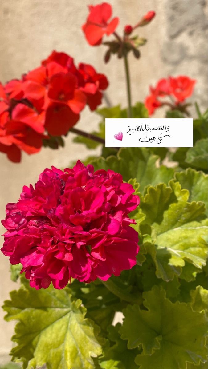 مروه💛 tweet media