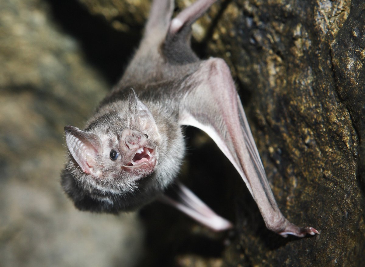 Professor John Tregoning (@drtregoning) on Twitter photo At a meeting about emerging viruses that could kill us all (#evox24) brilliant talk by <a href="/GaborKemenesi/">Gabor Kemenesi</a>
TLDR Bats are really bad and probably will end all human life (my words not his!) At a meeting about emerging viruses that could kill us all (#evox24) brilliant talk by <a href="/GaborKemenesi/">Gabor Kemenesi</a>
TLDR Bats are really bad and probably will end all human life (my words not his!)