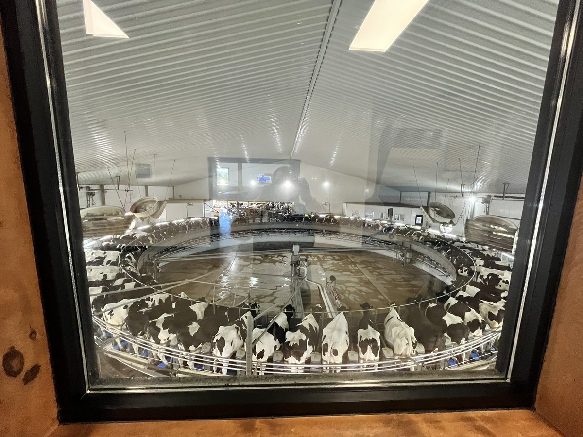 CrnobrnjaAndrew's tweet image. Cows are milked three times daily on the carousel; producing about 10 gallons a day. At 4000 active cows in the rotation, the facility collects about 40,000 gallons of milk each day 😱

@OFHSLeoSpagnola @MrsMadak @OFHSDJackson @MrsJJonesOne