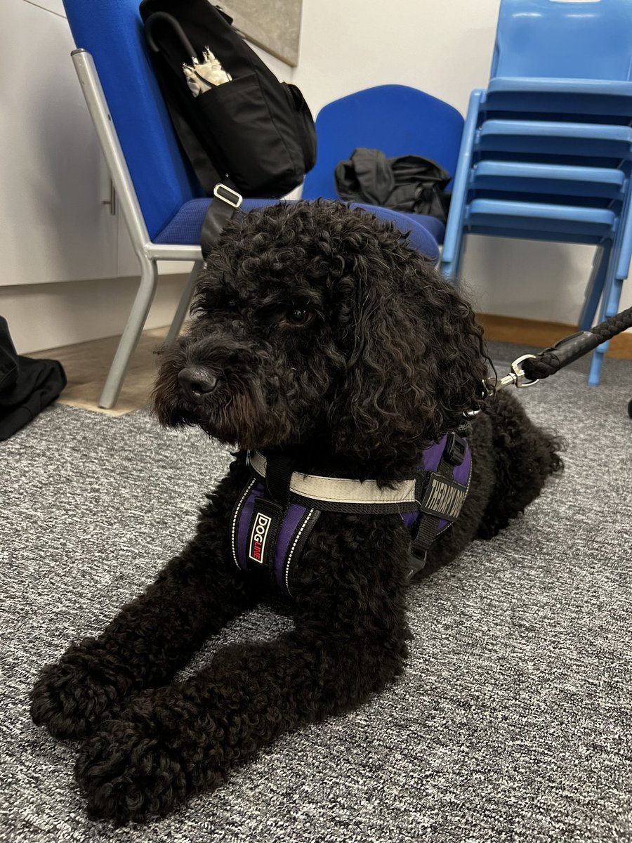 Thirteenth September in teaching. 

First time having a four-legged class member 😍