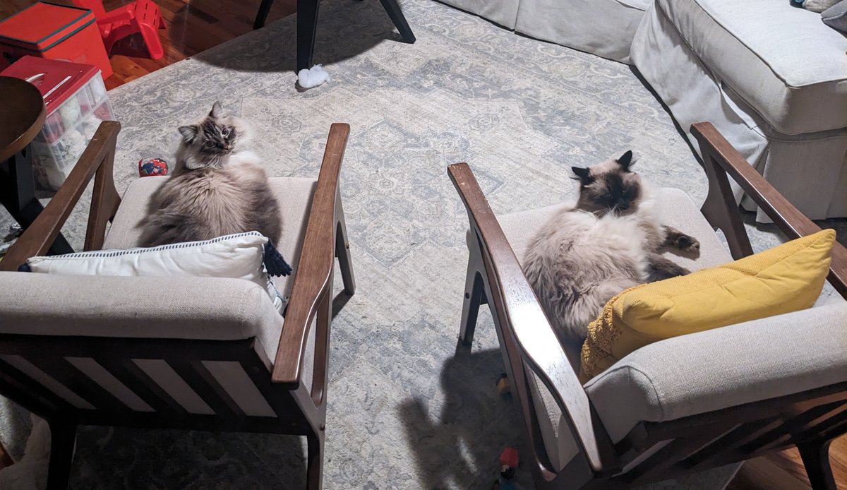 Dotan Haim tweet media