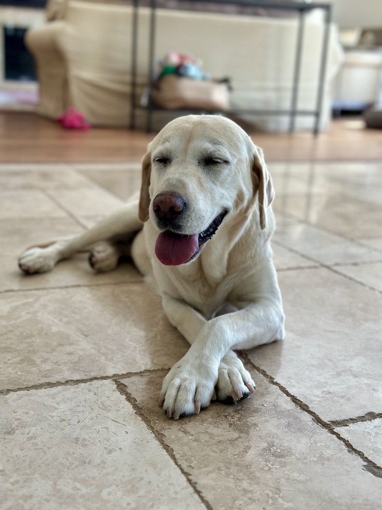 Meet Allie! She is a lovely yellow Labrador Retriever, about 10 years old. She has the most adorable pink nose, black freckles, and a big smile! Allie was surrendered to WCLRR by a breeder.