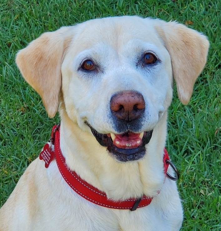 wclrr's tweet photo. Meet Allie! She is a lovely yellow Labrador Retriever, about 10 years old. She has the most adorable pink nose, black freckles, and a big smile! Allie was surrendered to WCLRR by a breeder. https://t.co/KkawIsSCRa