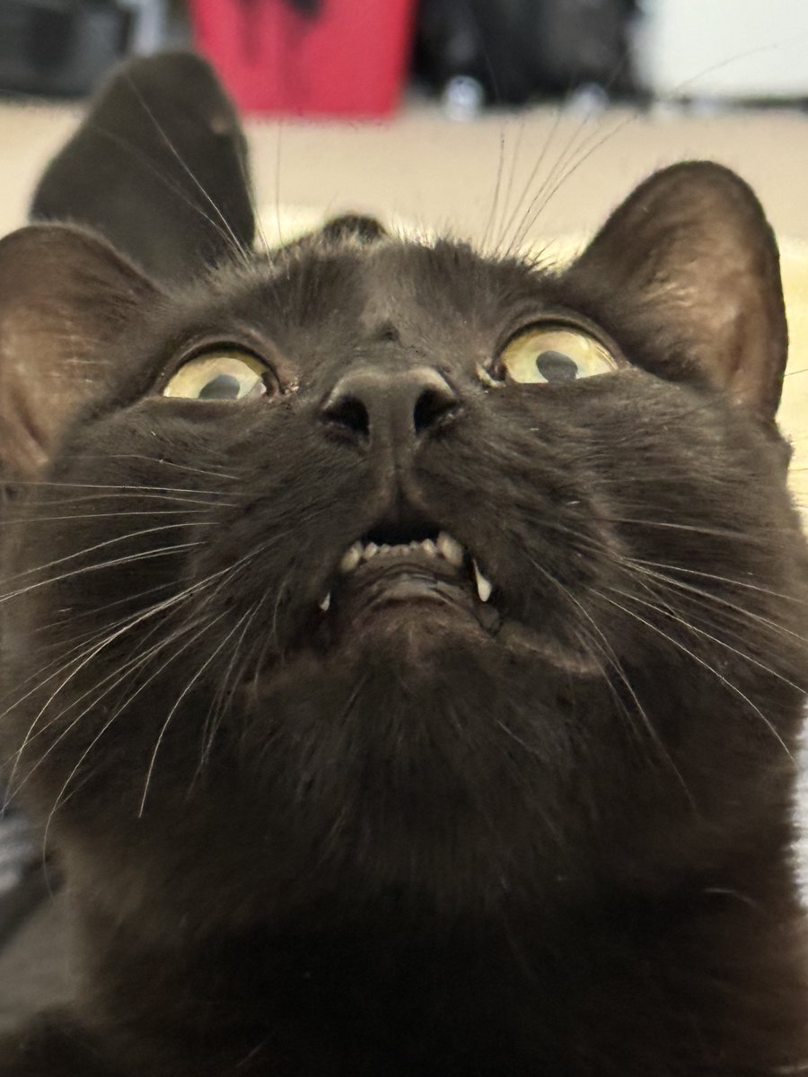Best meme created with this picture of our cat Kylo gets a package of signed stuff sent to them whenever I get home from tour!