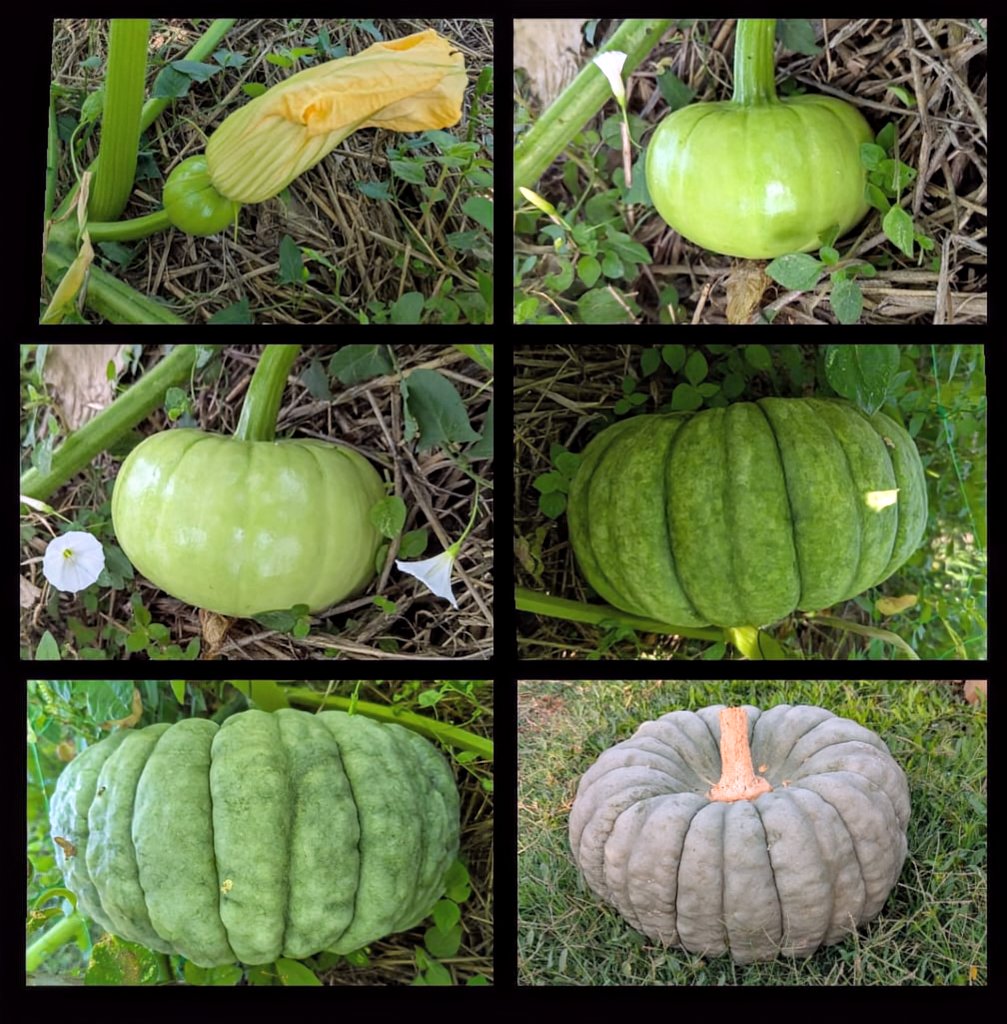 vals62's tweet image. Creació de la carbassa valenciana 24 de juny a 3 de setembre.#hort #huerto #ecològic