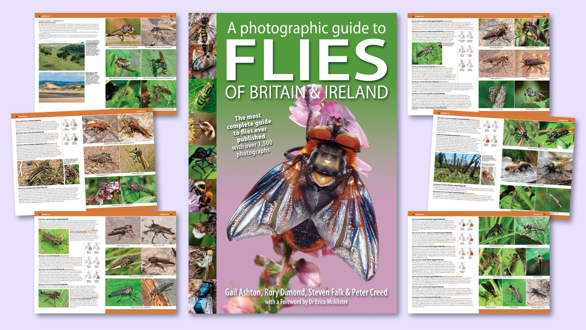NatureBureau (@naturebureau) on Twitter photo We're delighted that Dr Erica McAlister <a href="/flygirlNHM/">Dr Erica McAlister</a> has agreed to write the Foreword for our #FliesofBritainandIreland to be published Autumn 2025 - the book is moving on apace with the Robberflies pages now laid out <a href="/gailashton/">Gail Ashton ππͺ²π</a> <a href="/StevenFalk1/">Steven Falk</a> <a href="/Ecoentogeek/">Rory Dimond πΌπͺ°πΌππΌπ¦</a> <a href="/DipteristsForum/">Dipterists Forum</a> <a href="/BBOWT/">BBO Wildlife Trust</a> We're delighted that Dr Erica McAlister <a href="/flygirlNHM/">Dr Erica McAlister</a> has agreed to write the Foreword for our #FliesofBritainandIreland to be published Autumn 2025 - the book is moving on apace with the Robberflies pages now laid out <a href="/gailashton/">Gail Ashton ππͺ²π</a> <a href="/StevenFalk1/">Steven Falk</a> <a href="/Ecoentogeek/">Rory Dimond πΌπͺ°πΌππΌπ¦</a> <a href="/DipteristsForum/">Dipterists Forum</a> <a href="/BBOWT/">BBO Wildlife Trust</a>