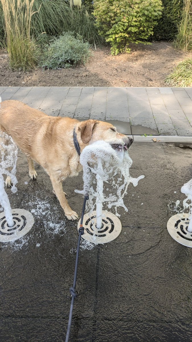 NxExNxi's tweet image. Wenigstens eine kleine saubere Abkühlung für das Bellfell &amp;amp; wer gute Ohren hat hört mein zartes Stimmchen 😁💦🖤

#SummerTime #Watervibes #Duschtweet #letzFetz
