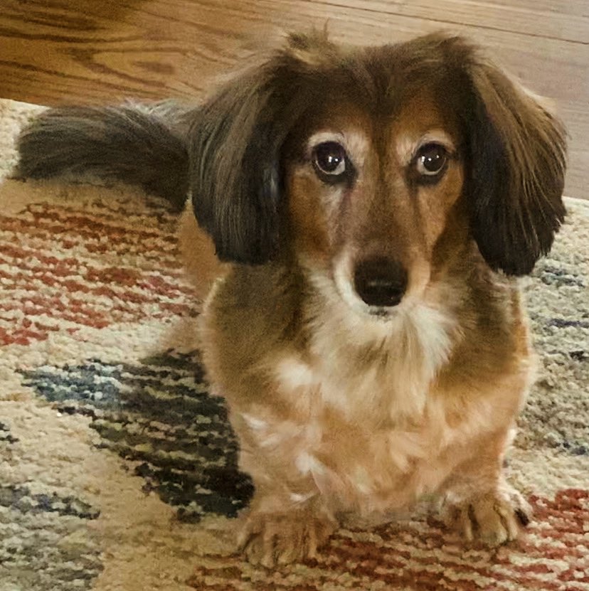 It’s been a year and a day without my Wrigley (7/5/09-9/3/23) - “To live in this world you must be able to do three things: to love what is mortal; to hold it against your bones knowing your own life depends on it; and, when the time comes to let it go, to let it go.”~Mary Oliver