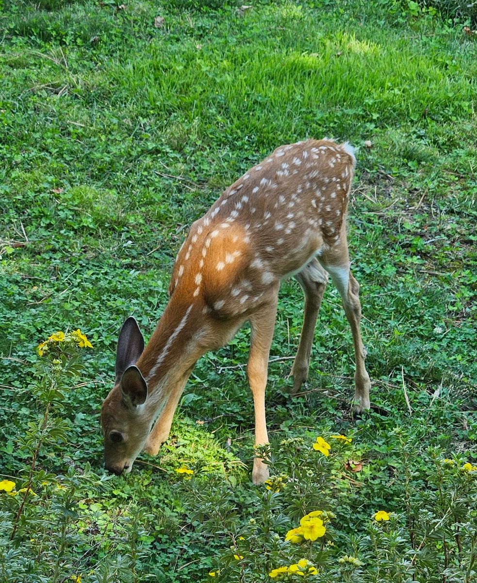 🦌It's #NationalWildlifeDay! Here's a picture we took over Labor Day weekend.  

Wildlife needs older AND younger forests to thrive.  

Learn more about the benefits of managed forests for wildlife: oregonforestsforever.com/wildlife-in-ma…
