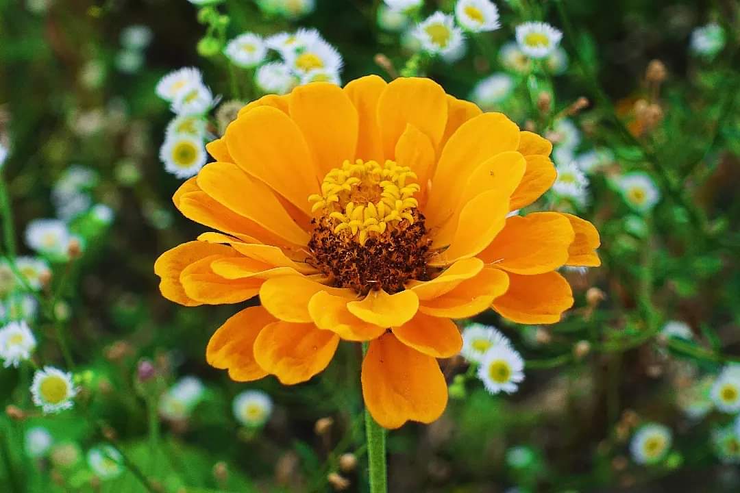 Um sich #Blümchen anzuschauen, #reisen Gruber und Finn in meinem #Roman "Die #Pandajäger" nicht nach #China. Links zum #Buch u. #eBook 👉 hmm-info.de/e-books/die-pa…

#Lesetipp #Abenteuer #Action #Thriller #Buchtipp #Spannung #China #Autor #heinermic #Schriftsteller #author #Lesen