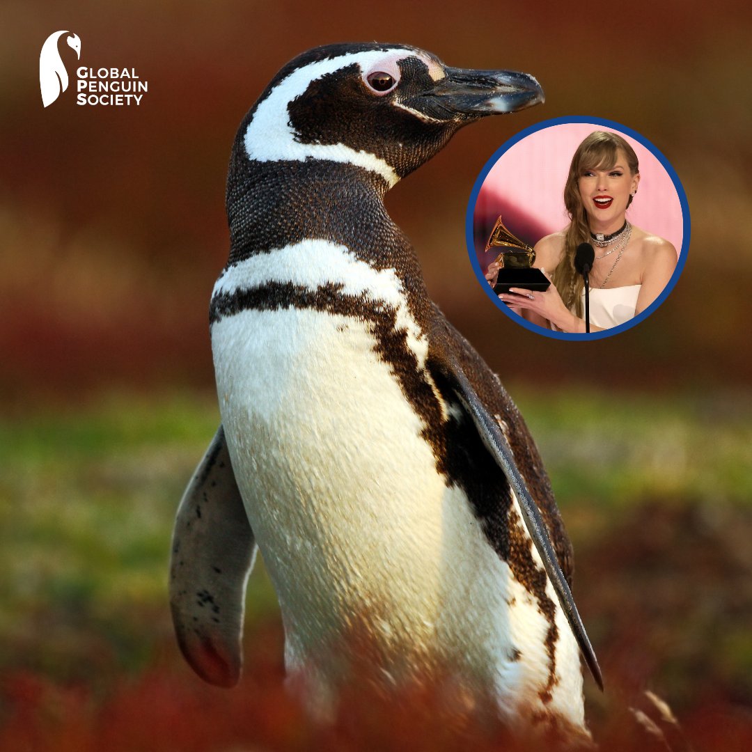 Did you know that some of our tracked Magellanic penguins are real globe-trotters? Taylor Swift swam the most distance - an incredible 3,500 miles to reach Brazil, and her entire journey could cover up to 7,000 miles —almost the distance from Buenos Aires to Athens! 🇬🇷 (🧵)