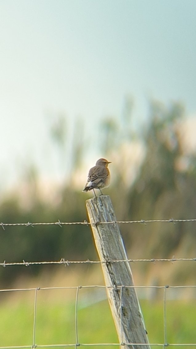 A walk around Beer Head early evening. Near the lookout produced 6 Wheatear and a Whinchat. Plus another 2 Wheatear near the barn