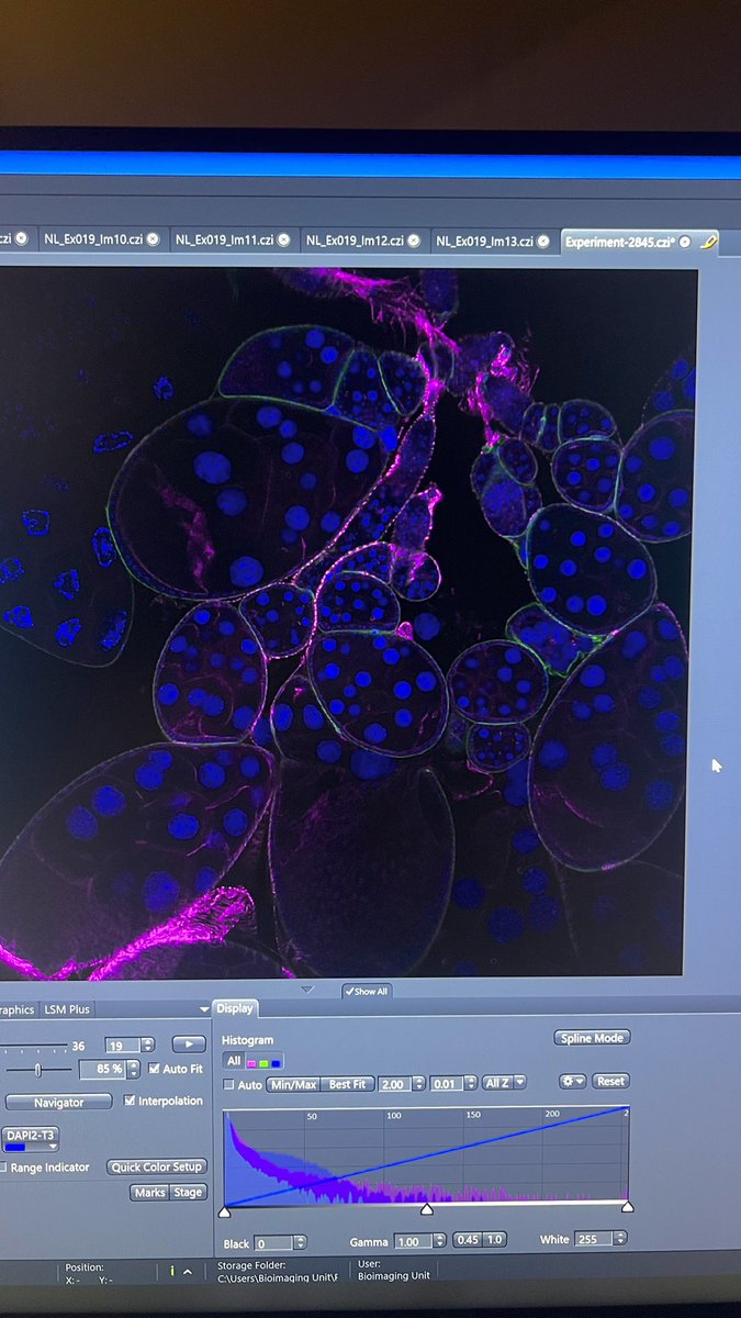 today’s confocal session 

#fruitfly #drosophila #phdlife