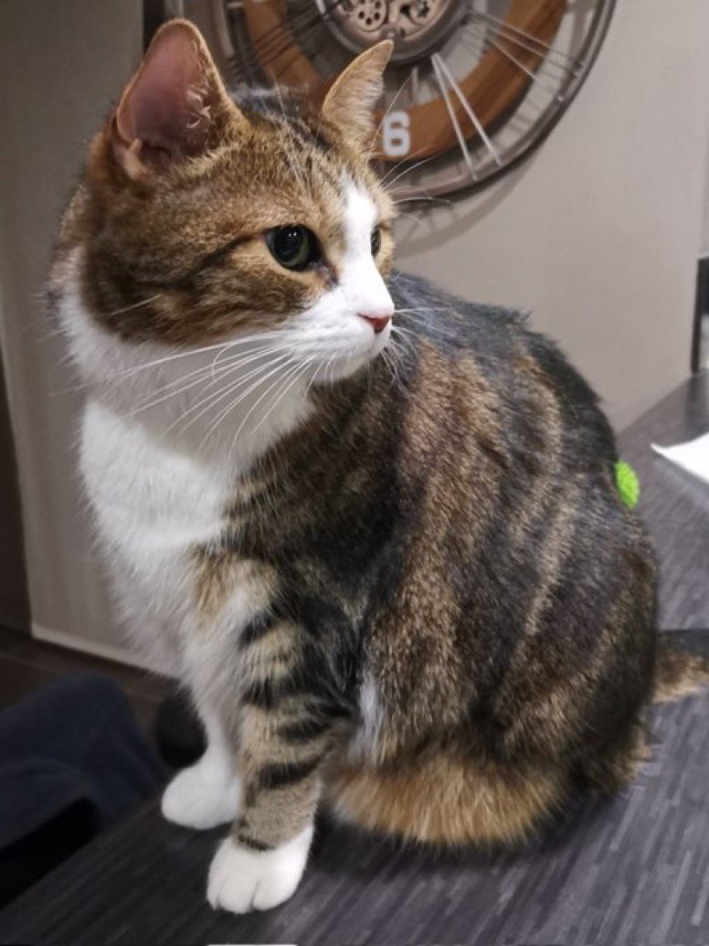 FIFA RP 🏆 tweet media