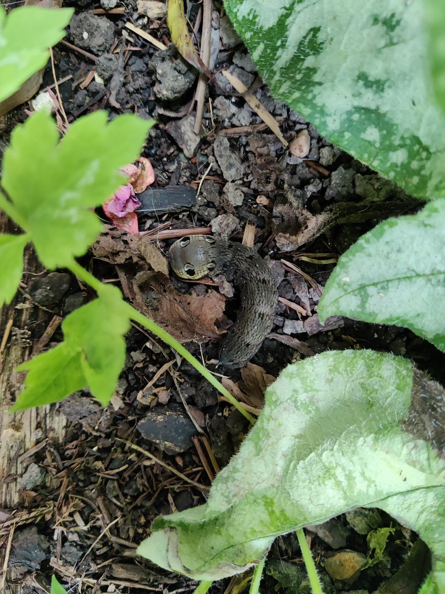 Found this lad/ladette cruising the drive like a crazy thing. Relocated to a fuchsia in my stumpery, hopefully now to do their thing.