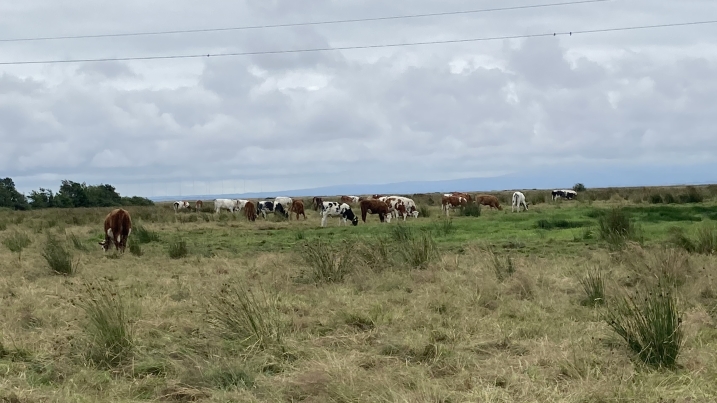 How have our Nofence cattle faired this summer? 🐮 

Read the blog to find out 👉 ow.ly/WB7G50T7Atu

<a href="/Nofence_AS/">Nofence</a> <a href="/naturescot/">NatureScot</a> #NatureRestoration #NoFence