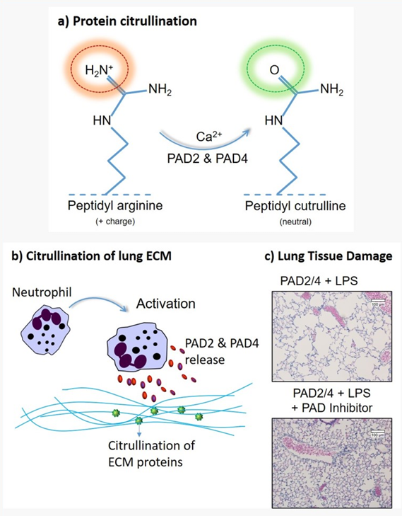 Remember to submit during a #CallforPapers like this #ArticleinPress, Citrullination, a novel post-translational modification of elastin, is involved in #COPD Pathogenesis (Mark Murphy et al. <a href="/RCSI_Irl/">RCSI</a>):

ow.ly/ow4G50Teifc