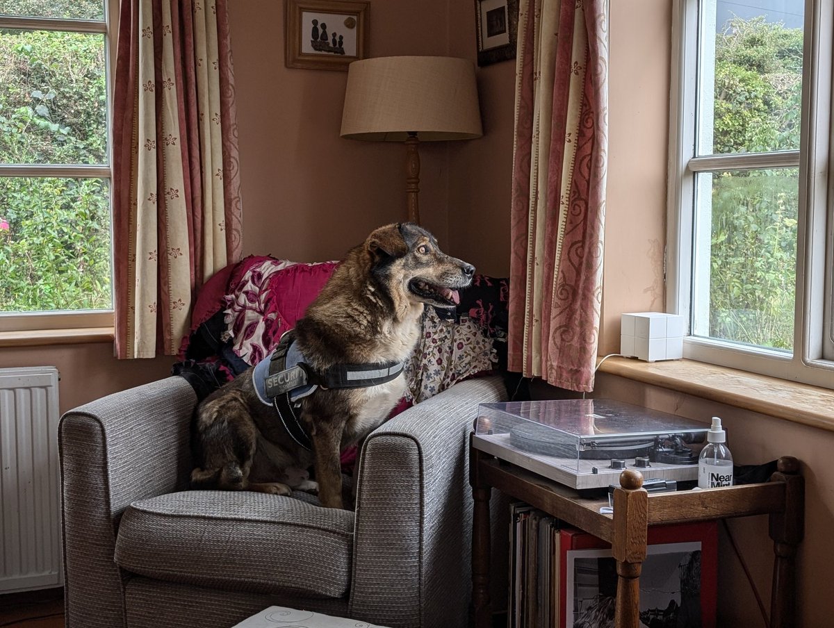 Felix has arrived after 3 long day in transport. He's a lovely lad; zero aggression but hes super nervous. He'll have all the time and love he needs until he's ready for his forever home. #FostersSaveLives #RescueDog