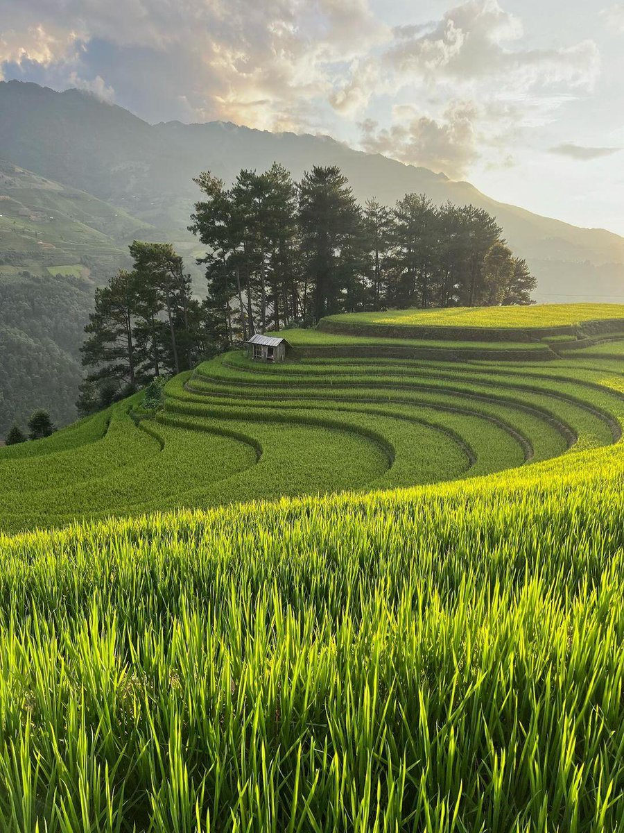 TravelKayla's tweet photo. Mu Cang Chai right now
#vietnam https://t.co/gUv81olwcg