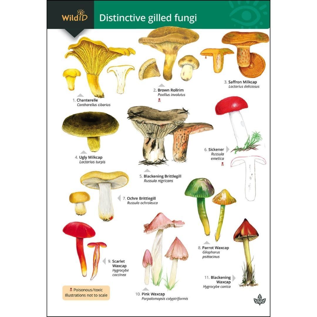 FSCBiodiversity's tweet photo. 🍁🦆 Learn about #autumn #wildlife with our nature guide bundles! 🍂🍄

The first to be featured is our fantastic #fungi trio of guides. 
🍄Distinctive grassland fungi
🍄Distinctive gilled fungi
🍄Distinctive non-gilled fungi

Get your bundle: https://t.co/ZJqMG3DNua https://t.co/KHvlgYgsj1
