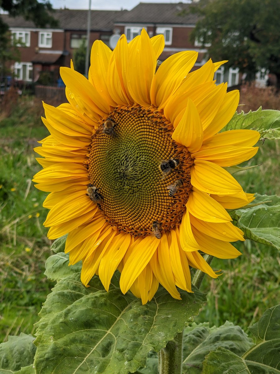 Wesleyan chapel site Toxteth yesterday!