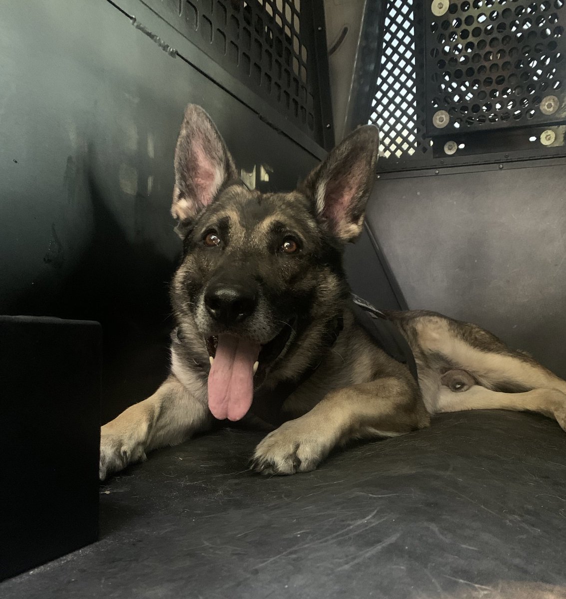 Meredith 💙🐾 tweet media