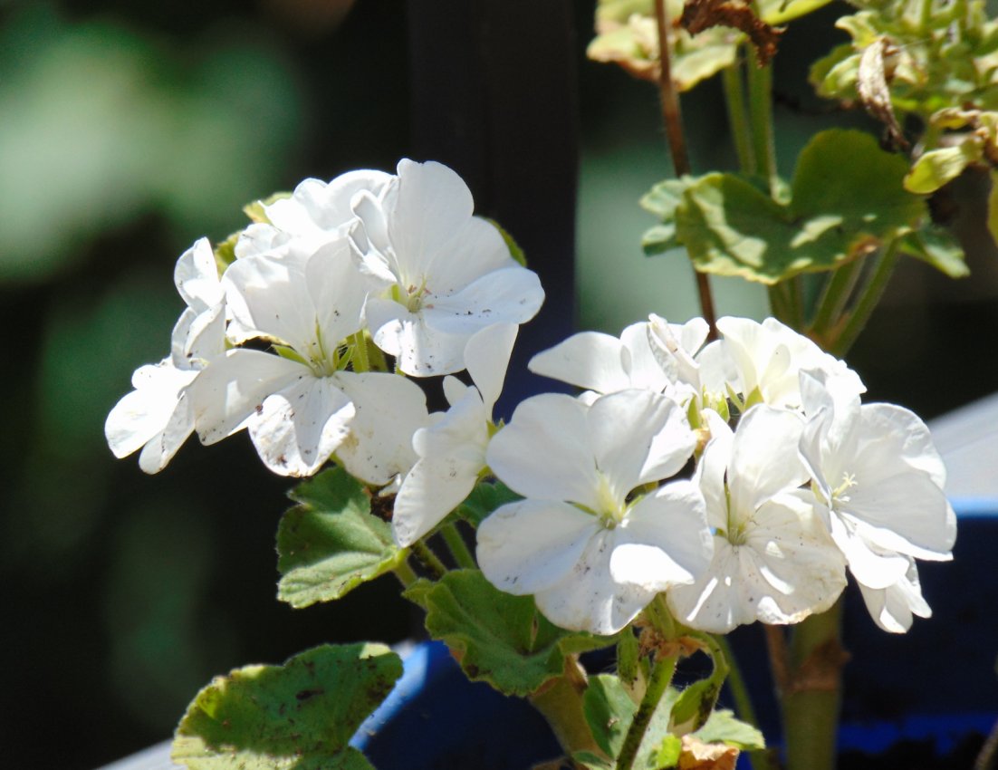 T_Mtl1110's tweet image. Down but not out 
#flowers #geraniums #gardening   💮